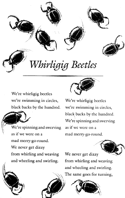whirligig beetles
