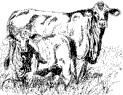 cow